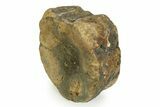 Fossil Ichthyosaur (Brachypterygius) Vertebra - England #351052-1